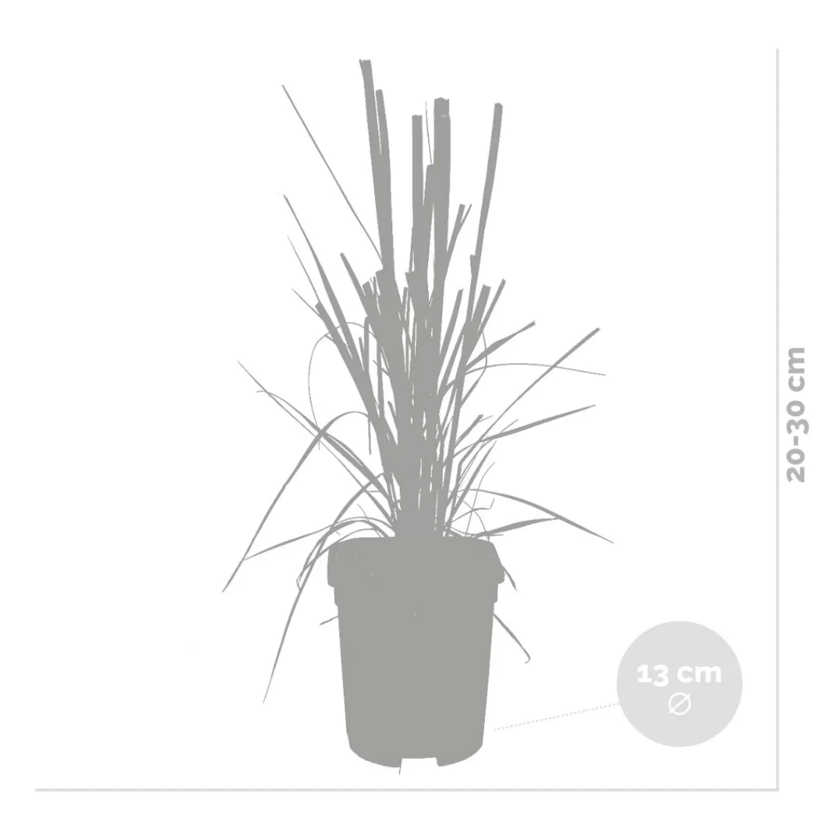 Brico Planten-2X Cortaderia ‘Pumila' - Pampasgras - Siergrassen - Winterhard - 13 Cm - ↕20-30 Cm