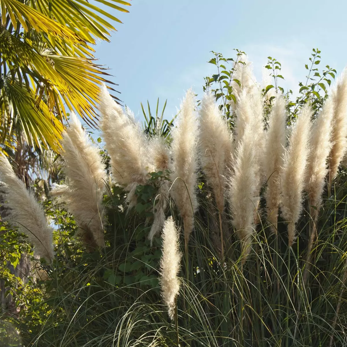 Brico Planten-2X Cortaderia ‘Pumila' - Pampasgras - Siergrassen - Winterhard - 13 Cm - ↕20-30 Cm