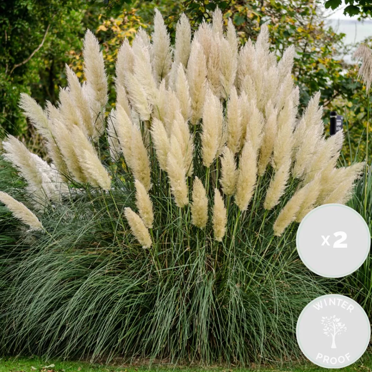 Brico Planten-2X Cortaderia ‘Pumila' - Pampasgras - Siergrassen - Winterhard - 13 Cm - ↕20-30 Cm