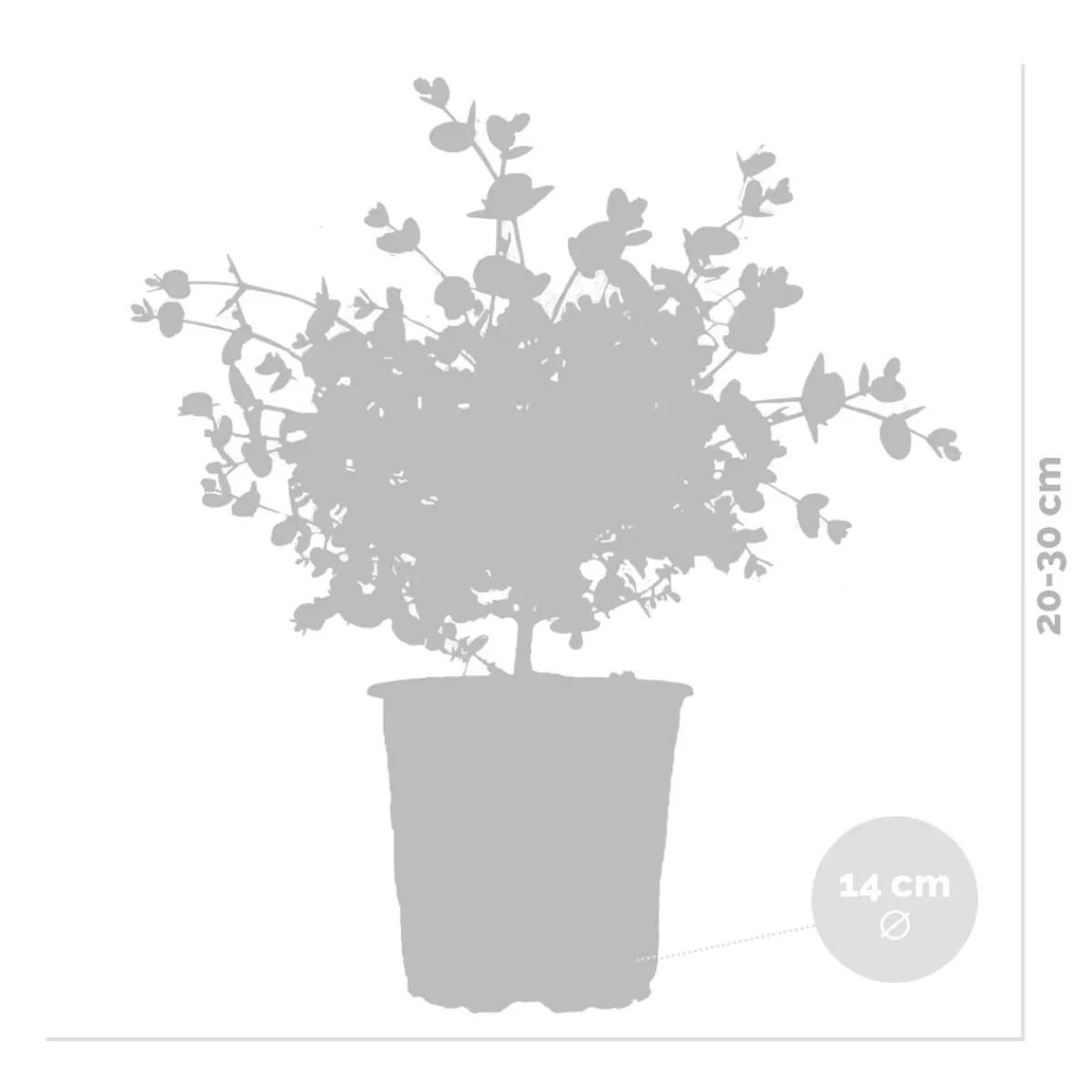 Brico Planten-2X Eucalyptus Gunnii - Gomboom - Heester - Groenblijvend - 14 Cm - ↕25-35 Cm