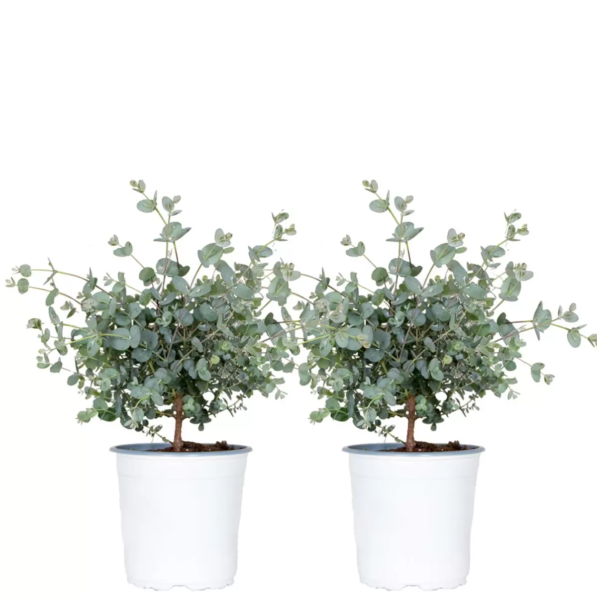 Brico Planten-2X Eucalyptus Gunnii - Gomboom - Heester - Groenblijvend - 14 Cm - ↕25-35 Cm