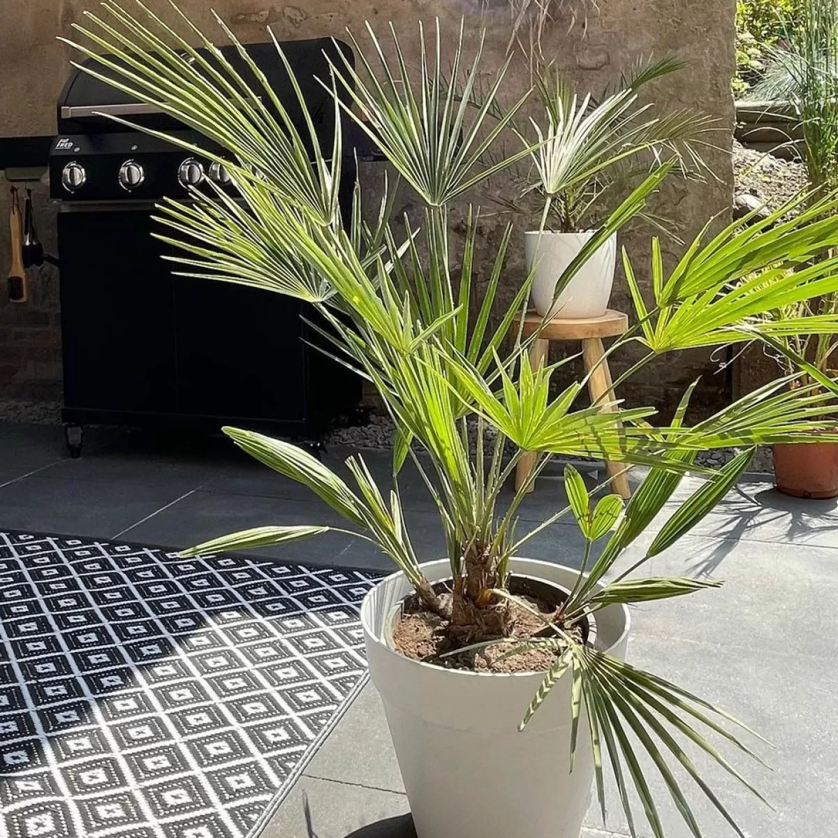 Brico Planten-2X Washingtonia Robusta - Mexicaanse Waaierpalm - Palm - Groenblijvend - 17 Cm - ↕60-75 Cm
