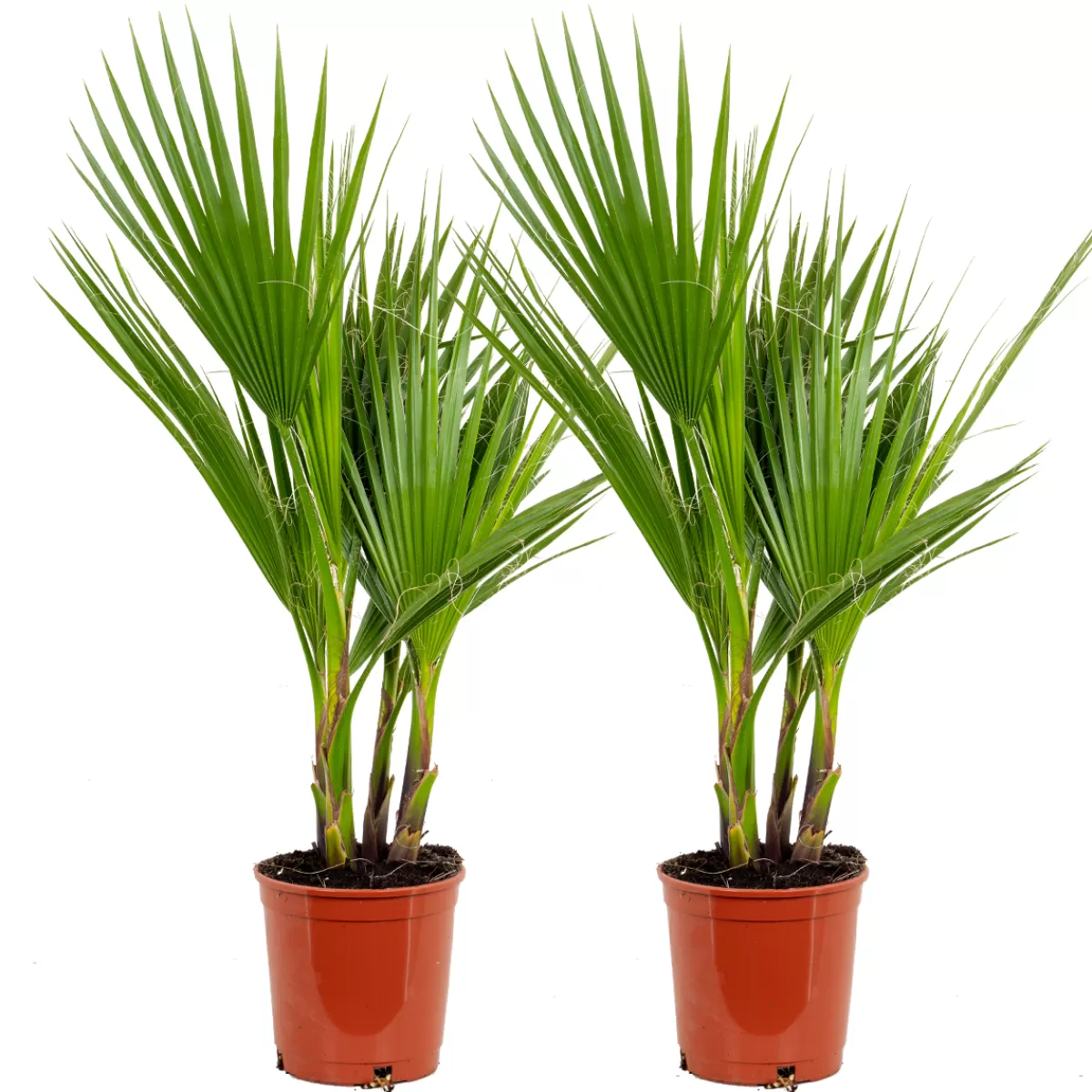 Brico Planten-2X Washingtonia Robusta - Mexicaanse Waaierpalm - Palm - Groenblijvend - 17 Cm - ↕60-75 Cm