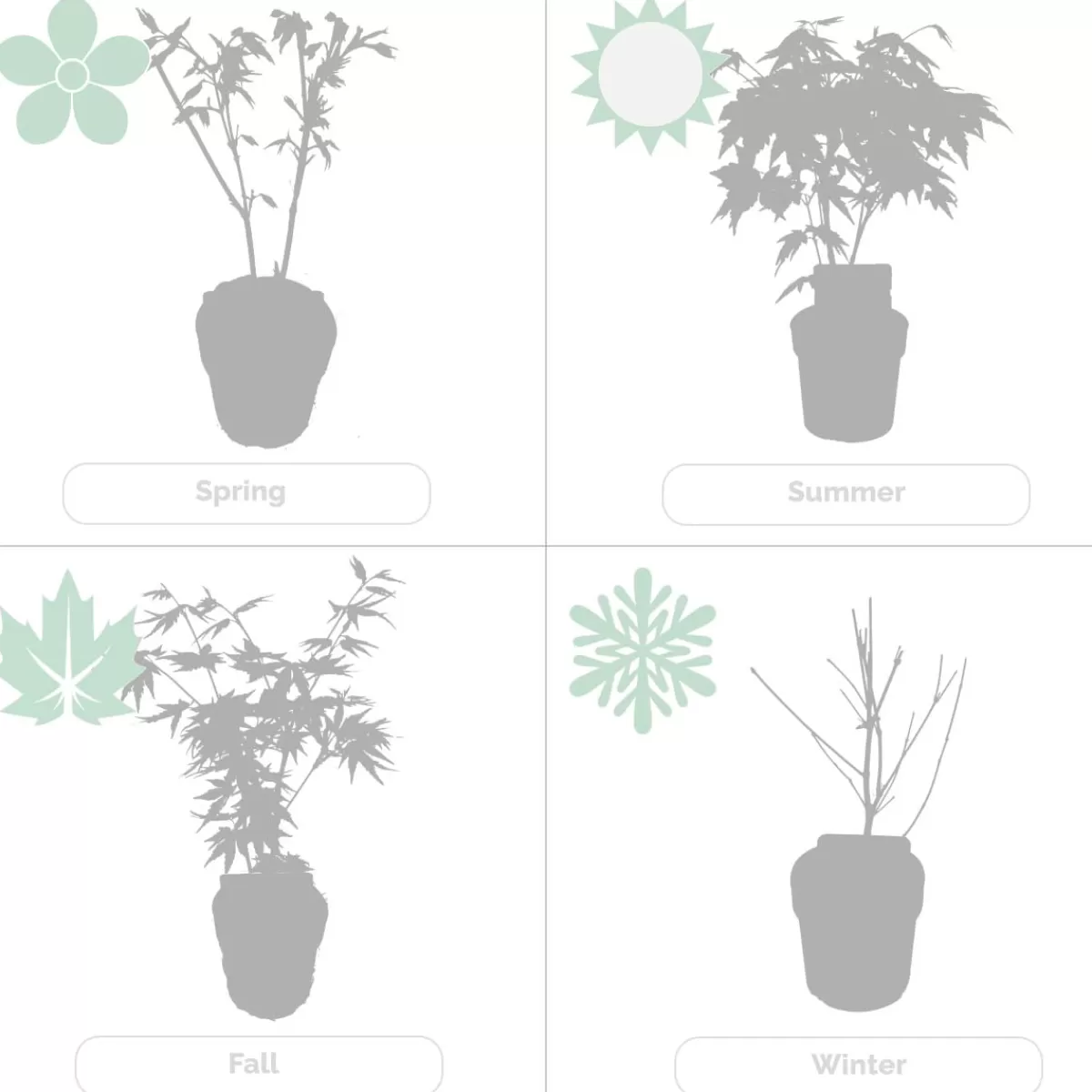 Brico Planten-4X Acer Palmatum 'Atropurpureum' - Japanse Esdoorn - Heester - Winterhard - 10,5 Cm - ↕25-30 Cm