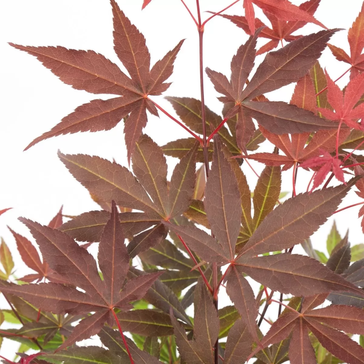 Brico Planten-4X Acer Palmatum 'Atropurpureum' - Japanse Esdoorn - Heester - Winterhard - 10,5 Cm - ↕25-30 Cm