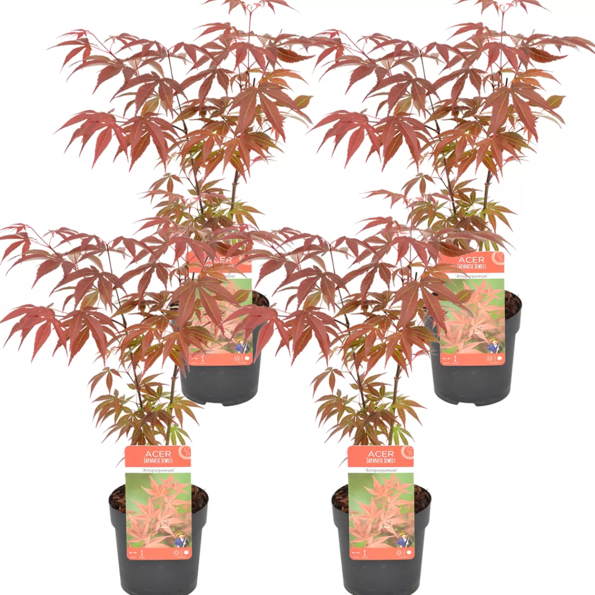 Brico Planten-4X Acer Palmatum 'Atropurpureum' - Japanse Esdoorn - Heester - Winterhard - 10,5 Cm - ↕25-30 Cm