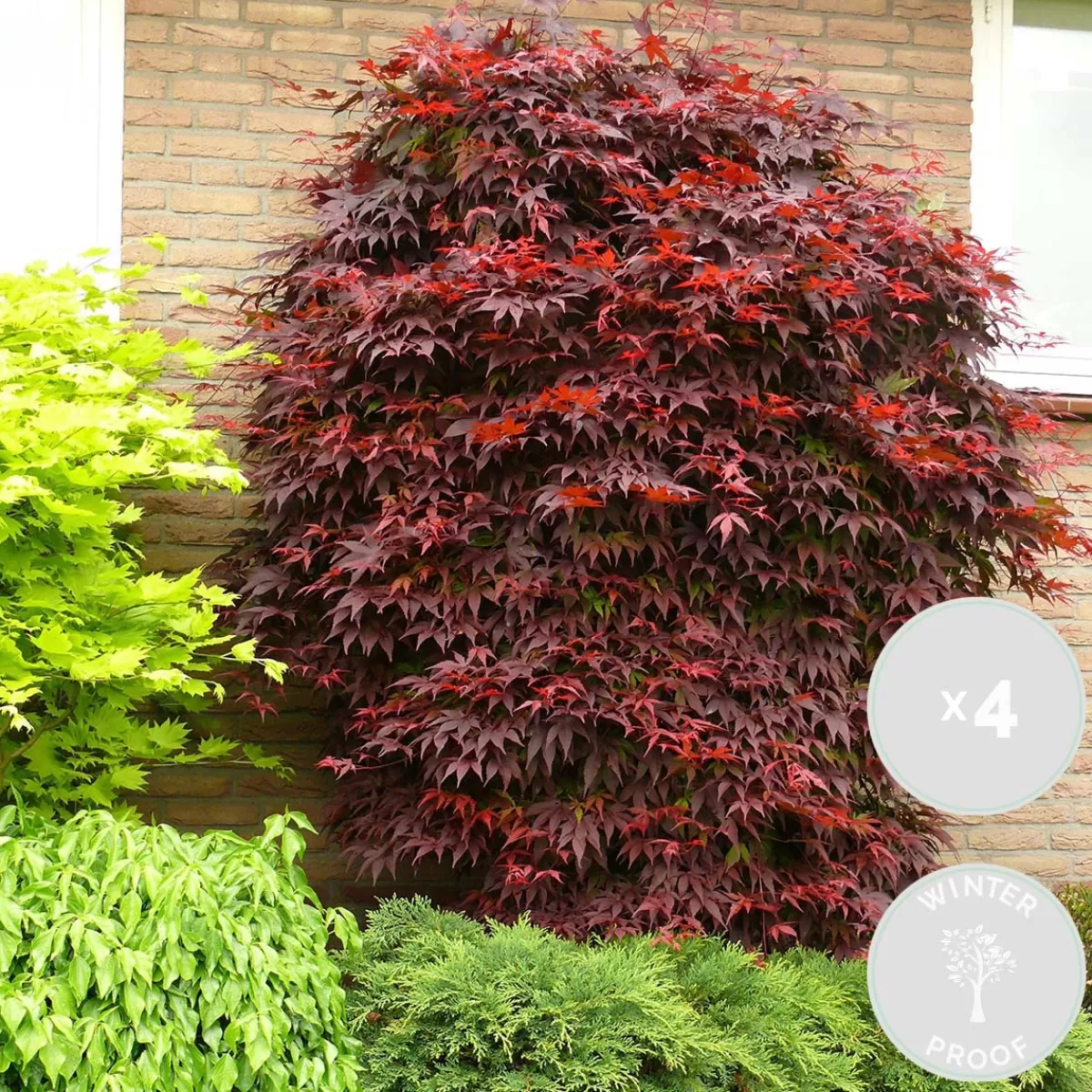 Brico Planten-4X Acer Palmatum 'Atropurpureum' - Japanse Esdoorn - Heester - Winterhard - 10,5 Cm - ↕25-30 Cm
