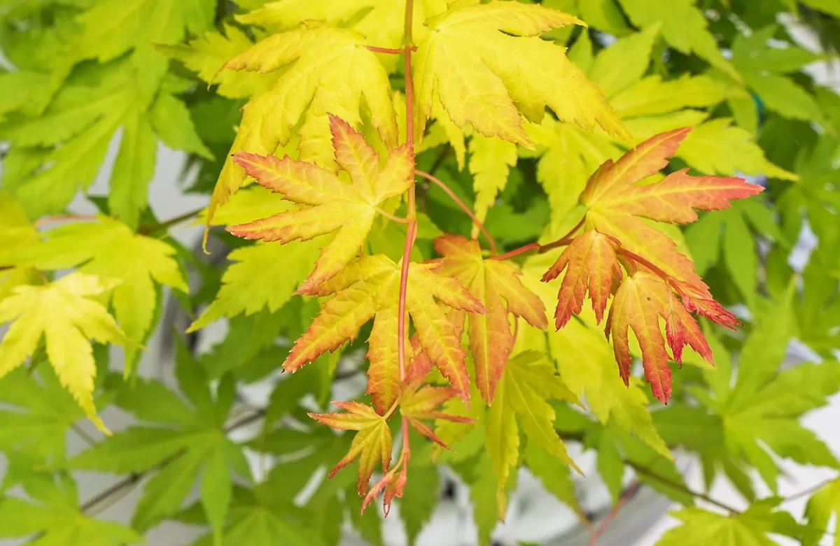 Brico Planten-Acer Palmatum - Set Van 4 - Japanse Esdoorn - Pot 10,5Cm - Hoogte 25-40Cm