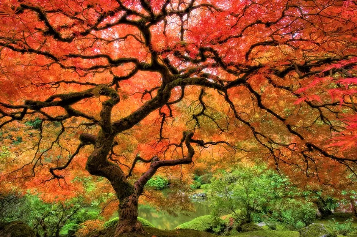 Brico Planten-Acer Palmatum - Set Van 4 - Japanse Esdoorn - Pot 10,5Cm - Hoogte 25-40Cm