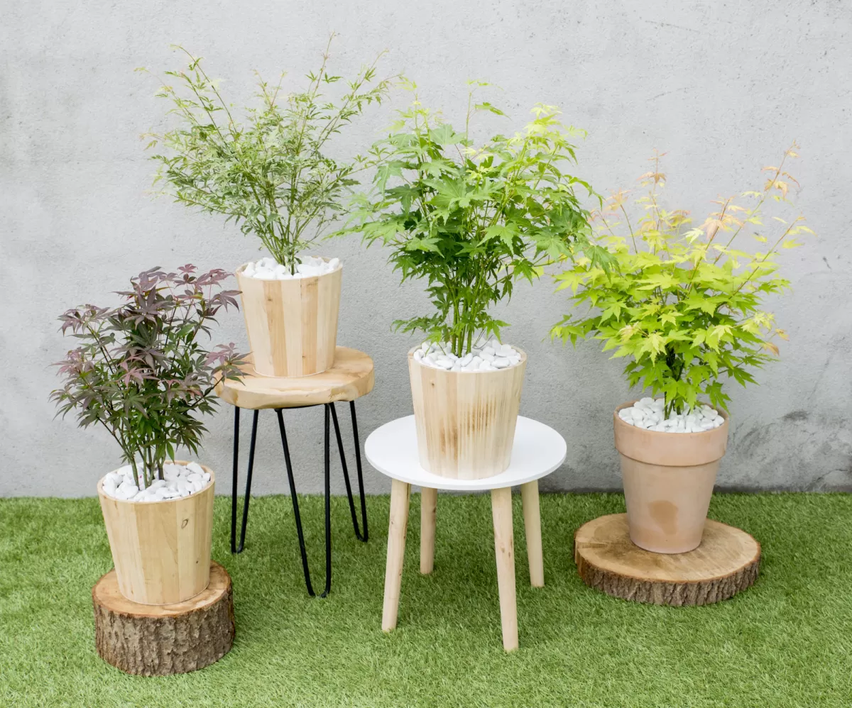 Brico Planten-Acer Palmatum - Set Van 4 - Japanse Esdoorn - Pot 10,5Cm - Hoogte 25-40Cm