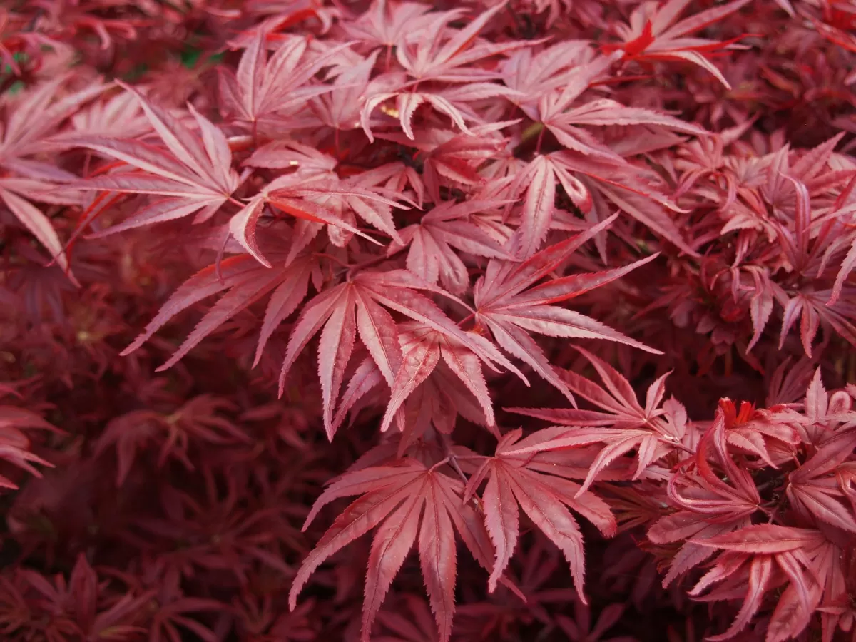 Brico Planten-Acer Palmatum - Set Van 4 - Japanse Esdoorn - Pot 10,5Cm - Hoogte 25-40Cm