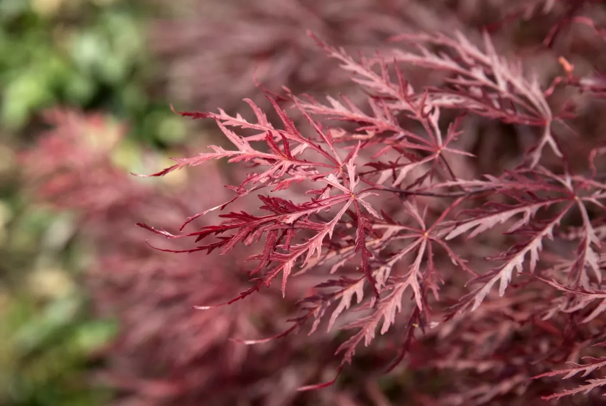 Brico Planten-Acer Palmatum 'Garnet' - Japanse Esdoorn - Pot 19Cm - Hoogte 60-70Cm