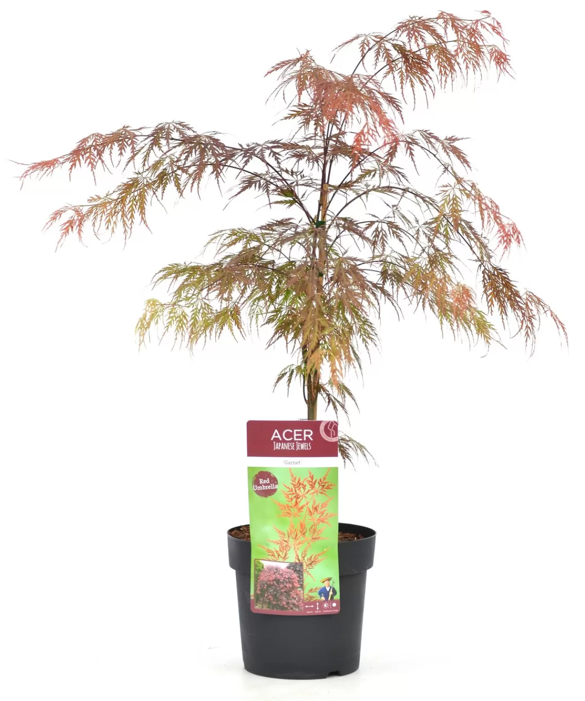 Brico Planten-Acer Palmatum 'Garnet' - Japanse Esdoorn - Pot 19Cm - Hoogte 60-70Cm