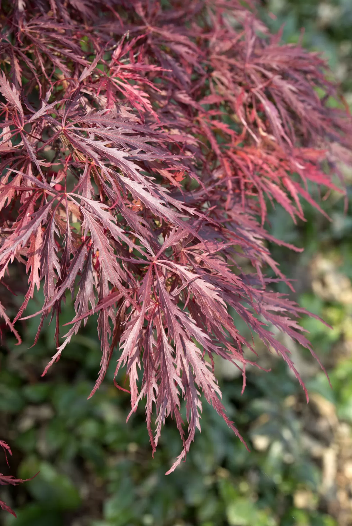 Brico Planten-Acer Palmatum 'Garnet' - Japanse Esdoorn - Pot 19Cm - Hoogte 60-70Cm