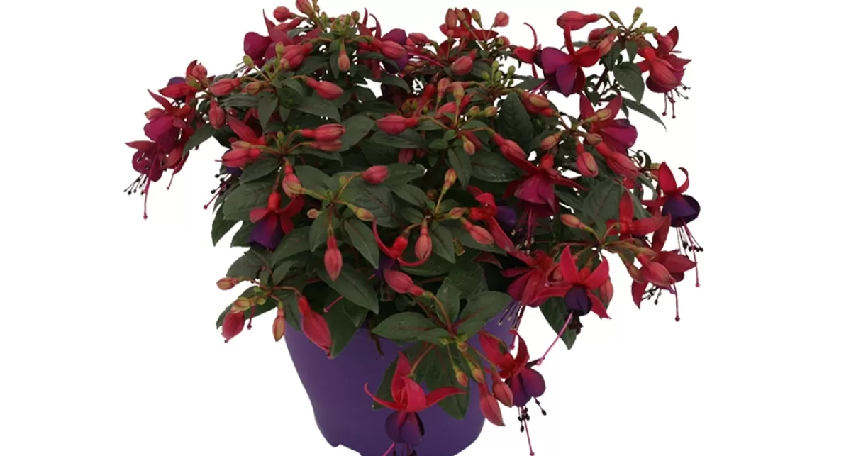 Brico Planten-Bellenplant (Fuchsia) Diversen