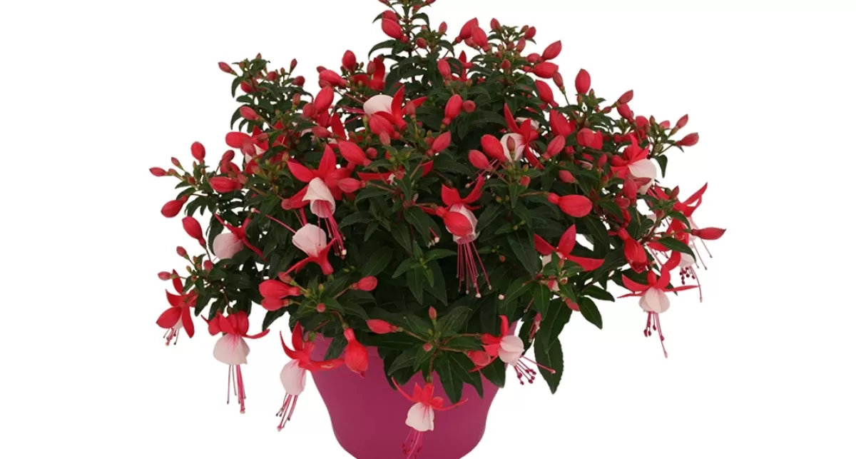 Brico Planten-Bellenplant (Fuchsia) Diversen