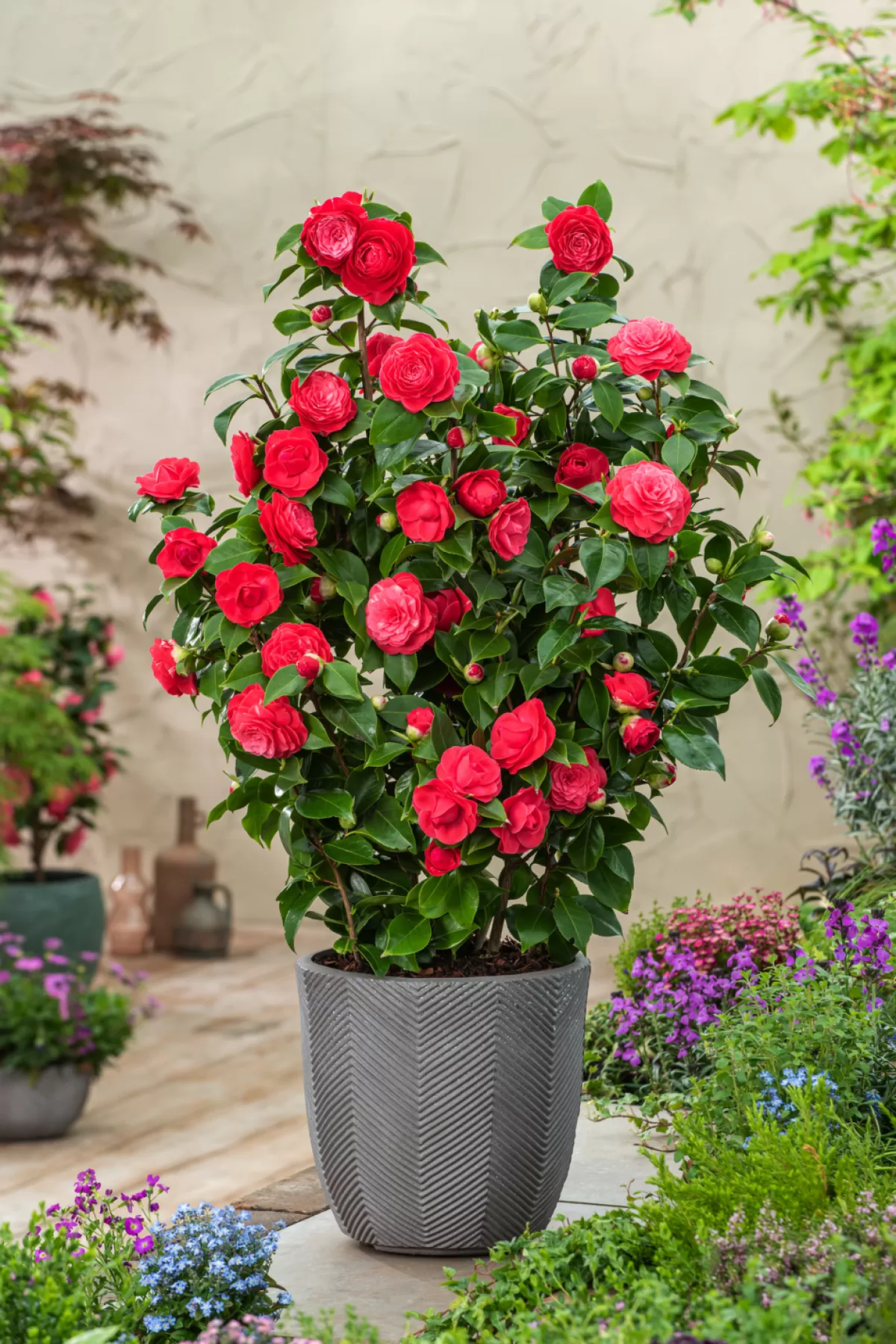 Brico Planten-Camellia Japonica "Brushfield'S Yellow" - Roos - Pot 15Cm - Hoogte 50-60Cm