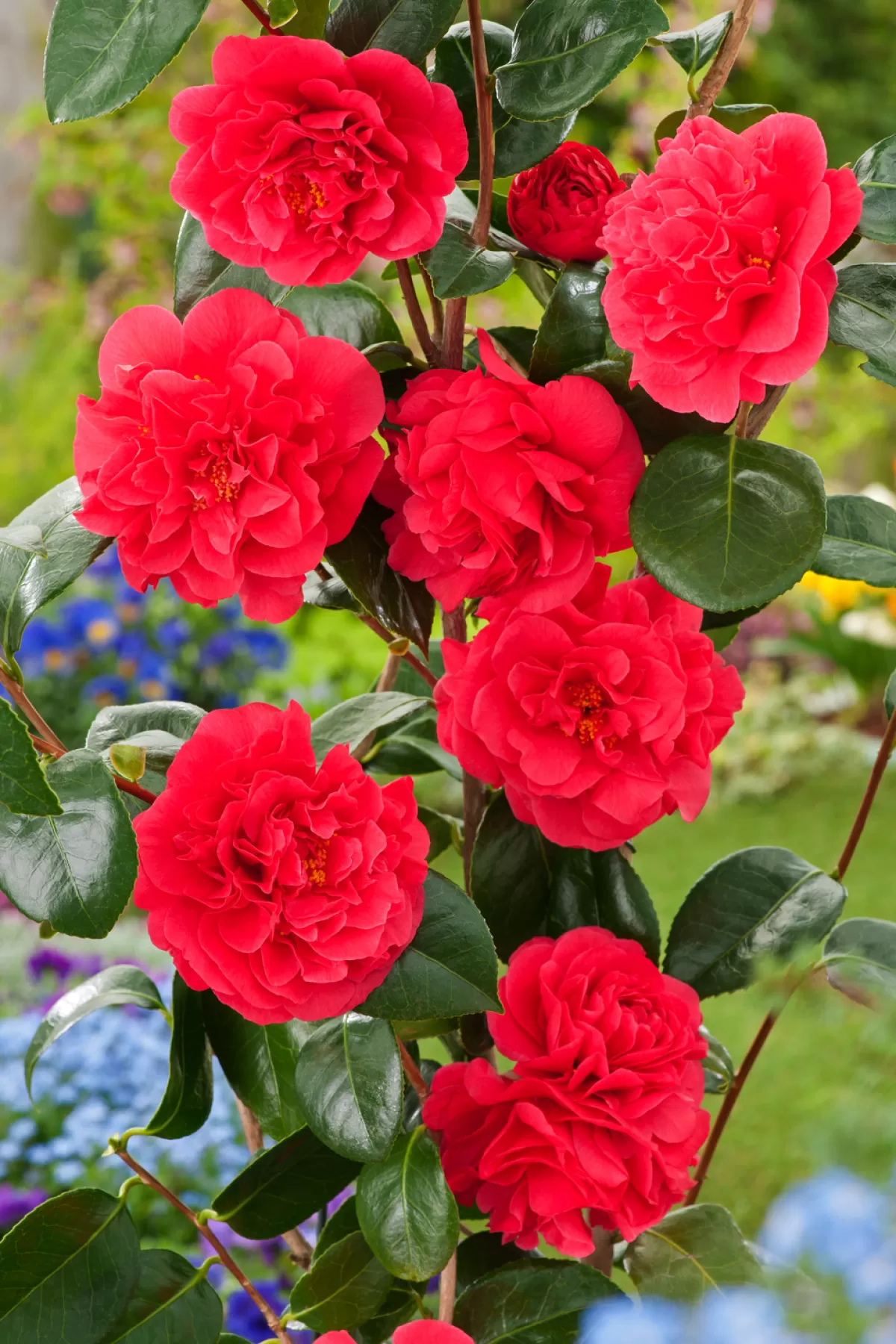 Brico Planten-Camellia Japonica "Brushfield'S Yellow" - Roos - Pot 15Cm - Hoogte 50-60Cm