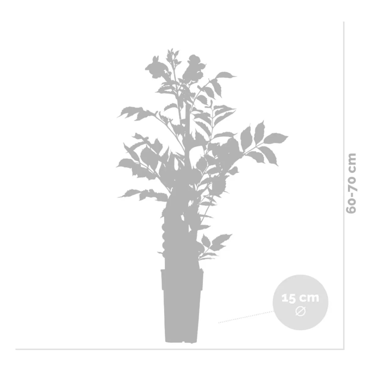 Brico Planten-Campsis ‘Radicans 'Galen' – Klimplant – Trompetklimmer – Winterhard - 15 Cm – ↕60-70 Cm
