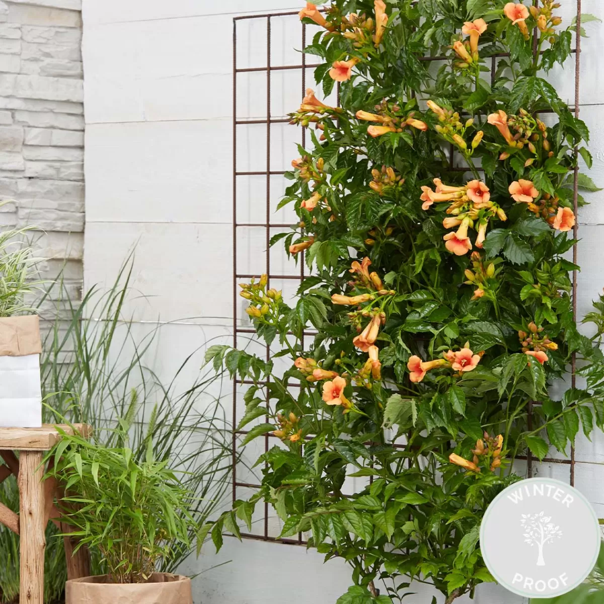 Brico Planten-Campsis ‘Radicans 'Galen' – Klimplant – Trompetklimmer – Winterhard - 15 Cm – ↕60-70 Cm