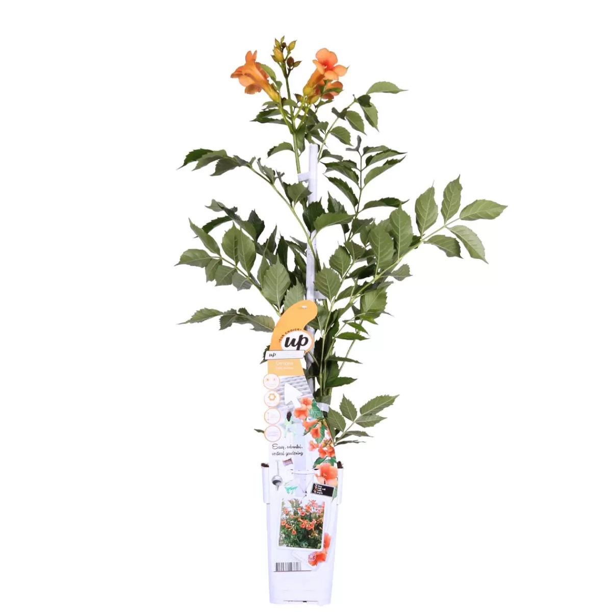 Brico Planten-Campsis ‘Radicans 'Galen' – Klimplant – Trompetklimmer – Winterhard - 15 Cm – ↕60-70 Cm