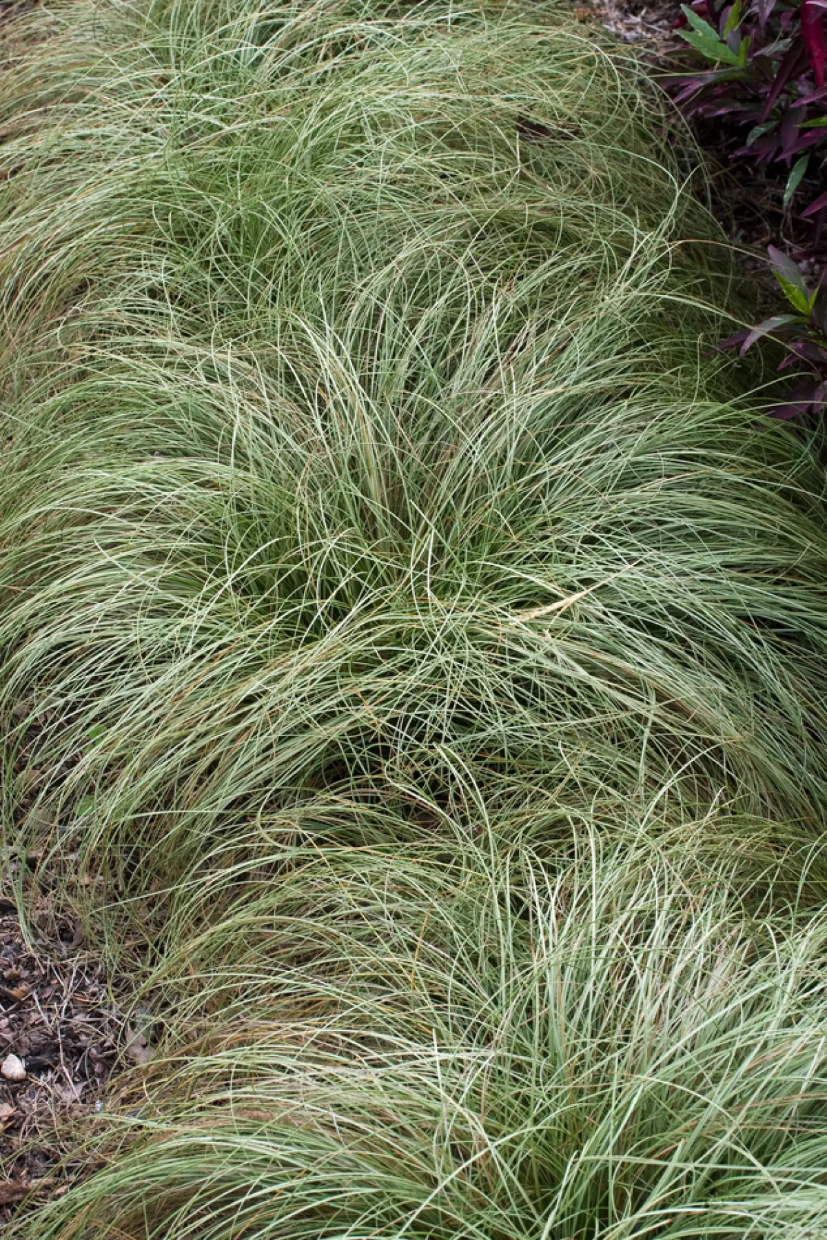 Brico Planten-Carex Amazon Mist - Set Van 6 - Pot 10,5 - Hoogte 15-25Cm
