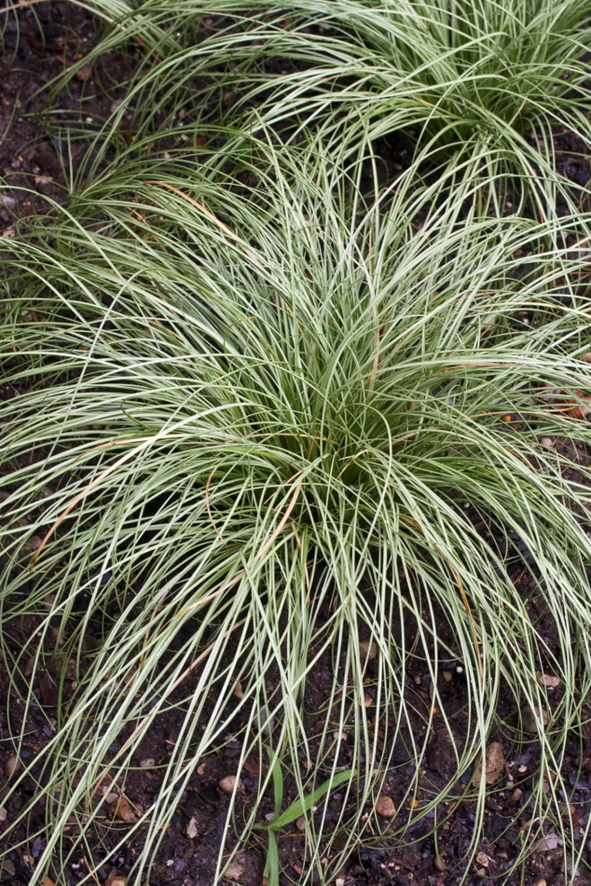 Brico Planten-Carex Amazon Mist - Set Van 6 - Pot 10,5 - Hoogte 15-25Cm