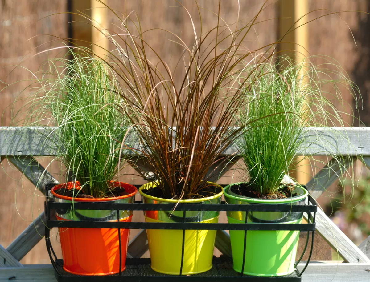 Brico Planten-Carex Amazon Mist - Set Van 6 - Pot 10,5 - Hoogte 15-25Cm