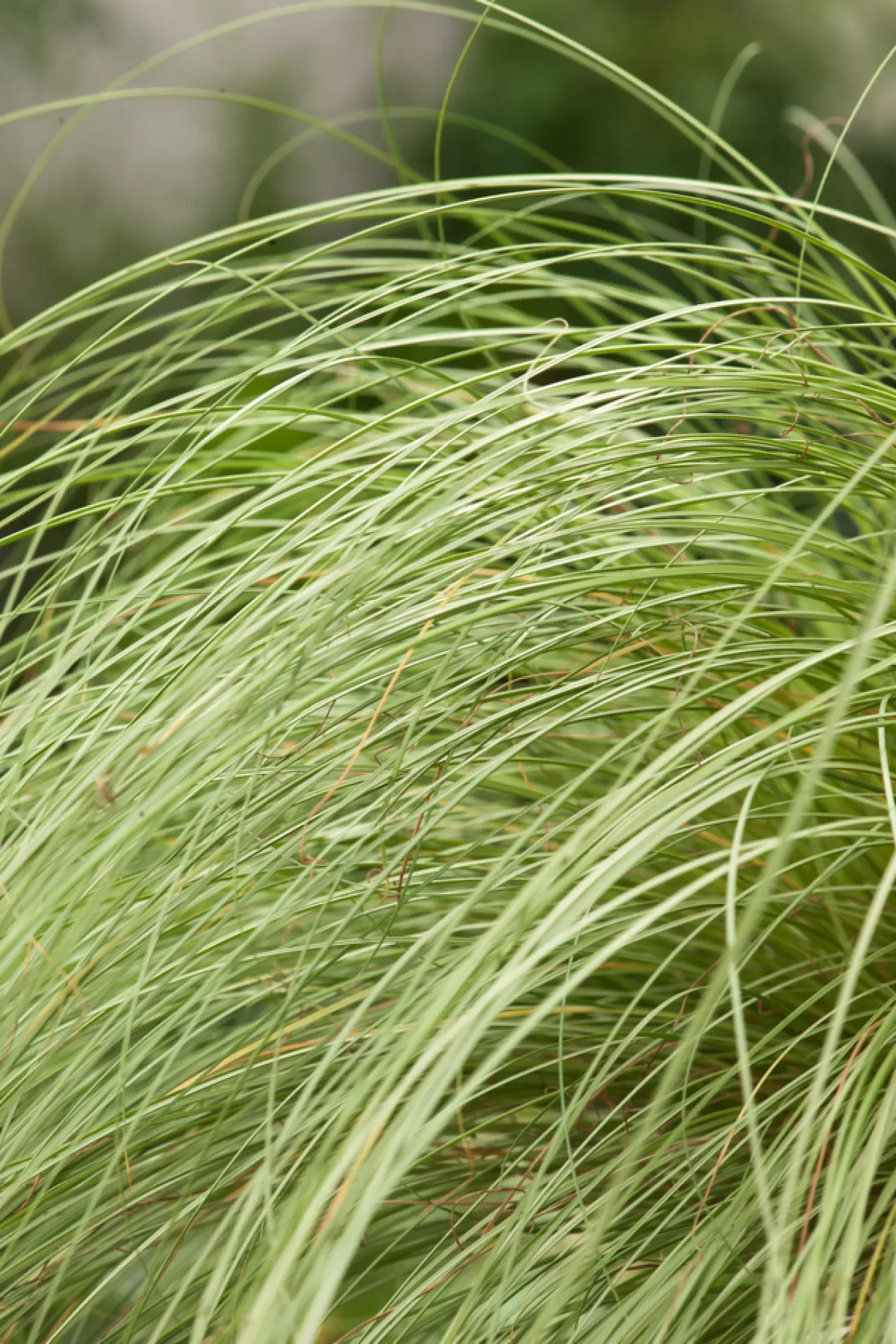 Brico Planten-Carex Amazon Mist - Set Van 6 - Pot 10,5 - Hoogte 15-25Cm