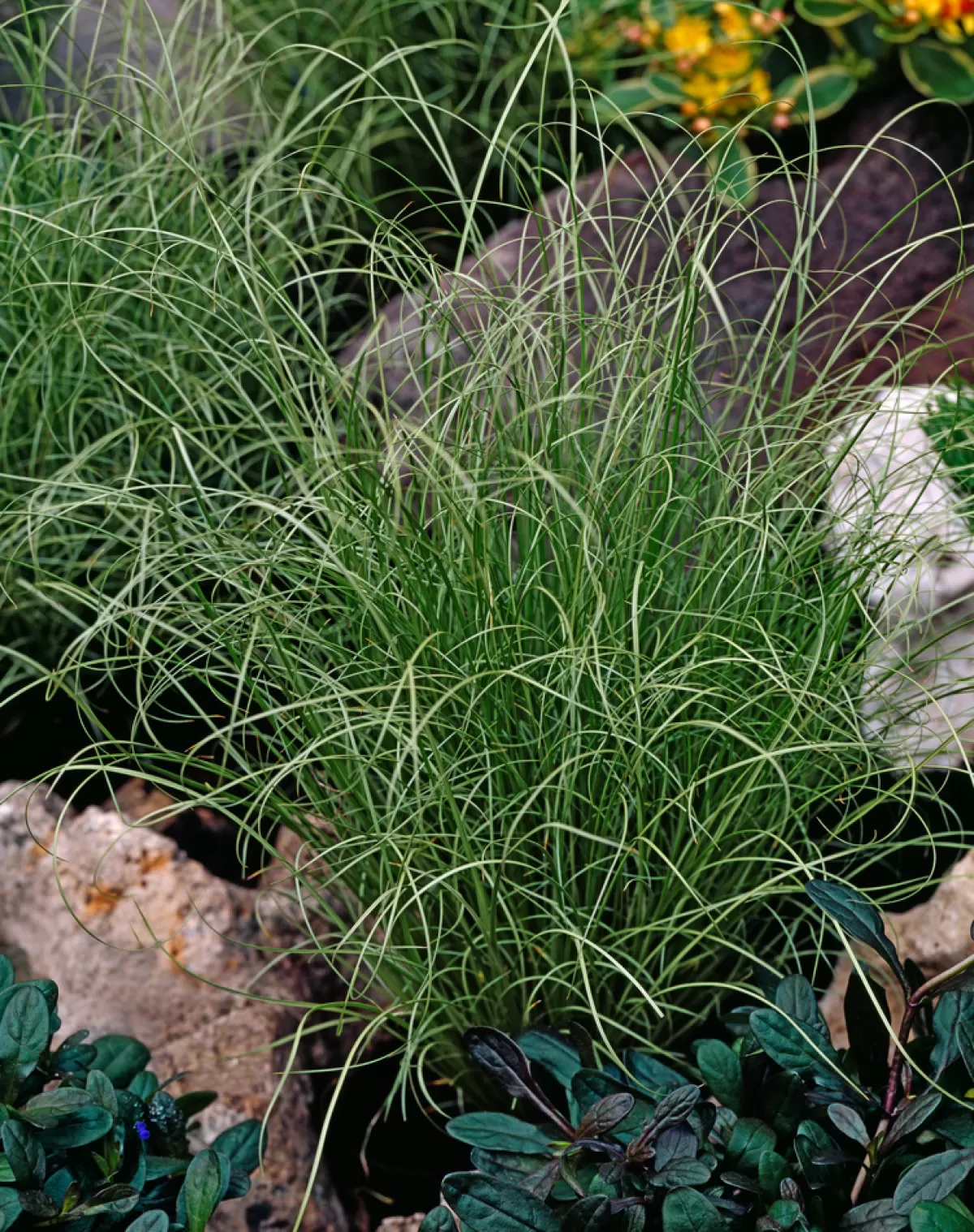 Brico Planten-Carex Amazon Mist - Set Van 6 - Pot 10,5 - Hoogte 15-25Cm
