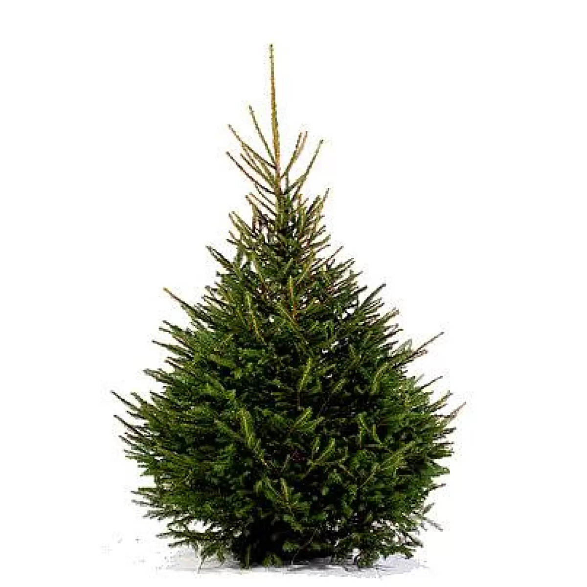 Brico Central Park Kerstboom Epicea 125-150Cm Shop