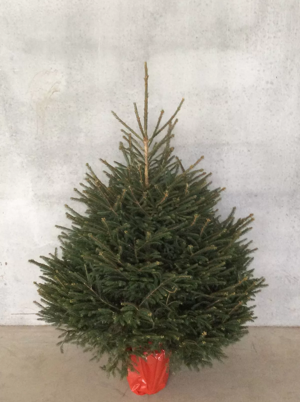 Brico Central Park Kerstboom Epicea 125-150Cm Shop