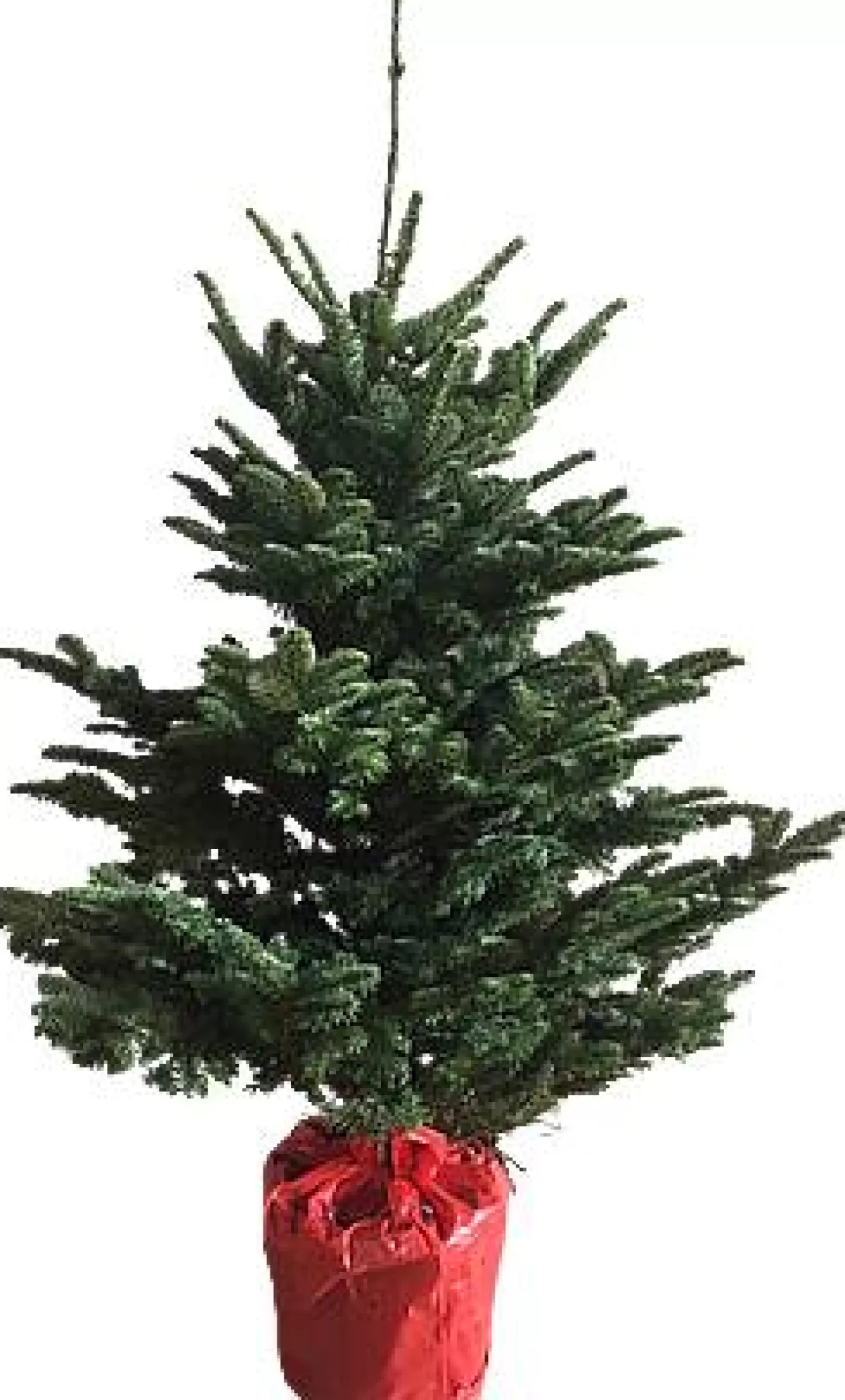 Brico Central Park Kerstboom Nobilis 125-150Cm Clearance