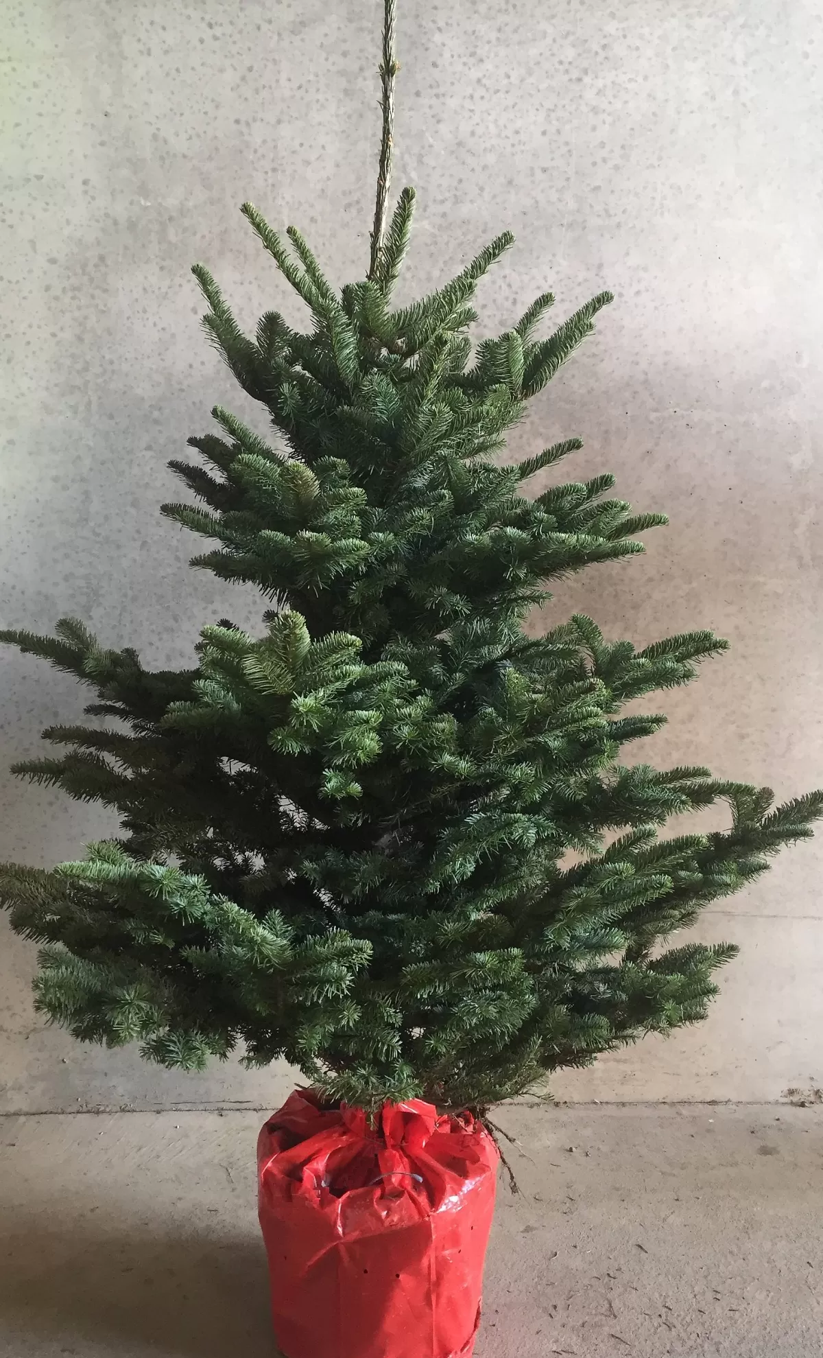 Brico Central Park Kerstboom Nobilis 125-150Cm Clearance