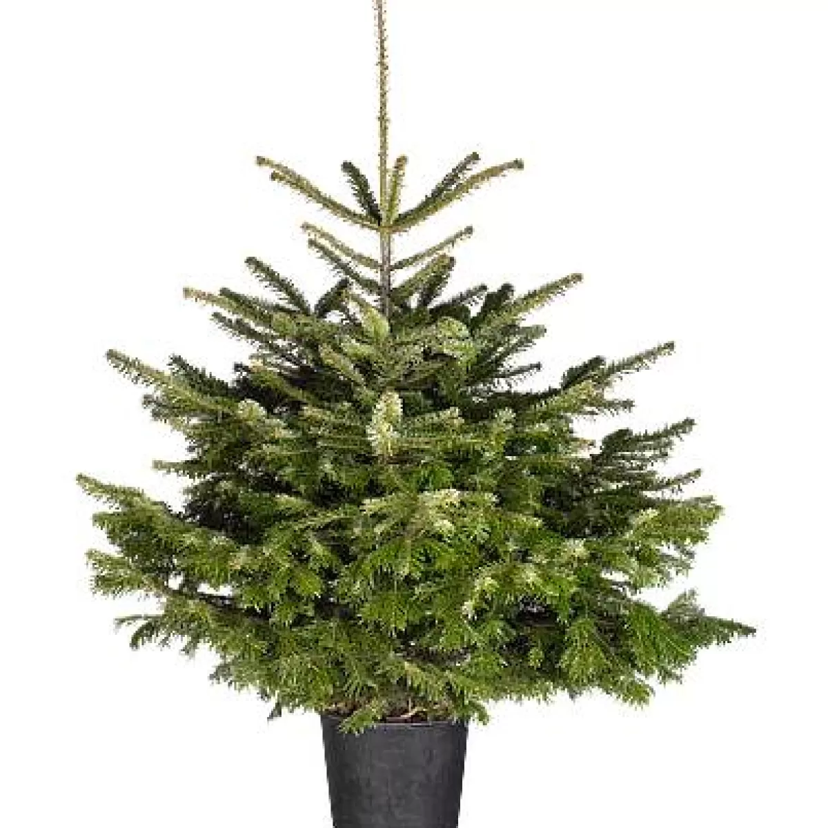 Brico Central Park Kerstboom Nordmann 125-150Cm Discount