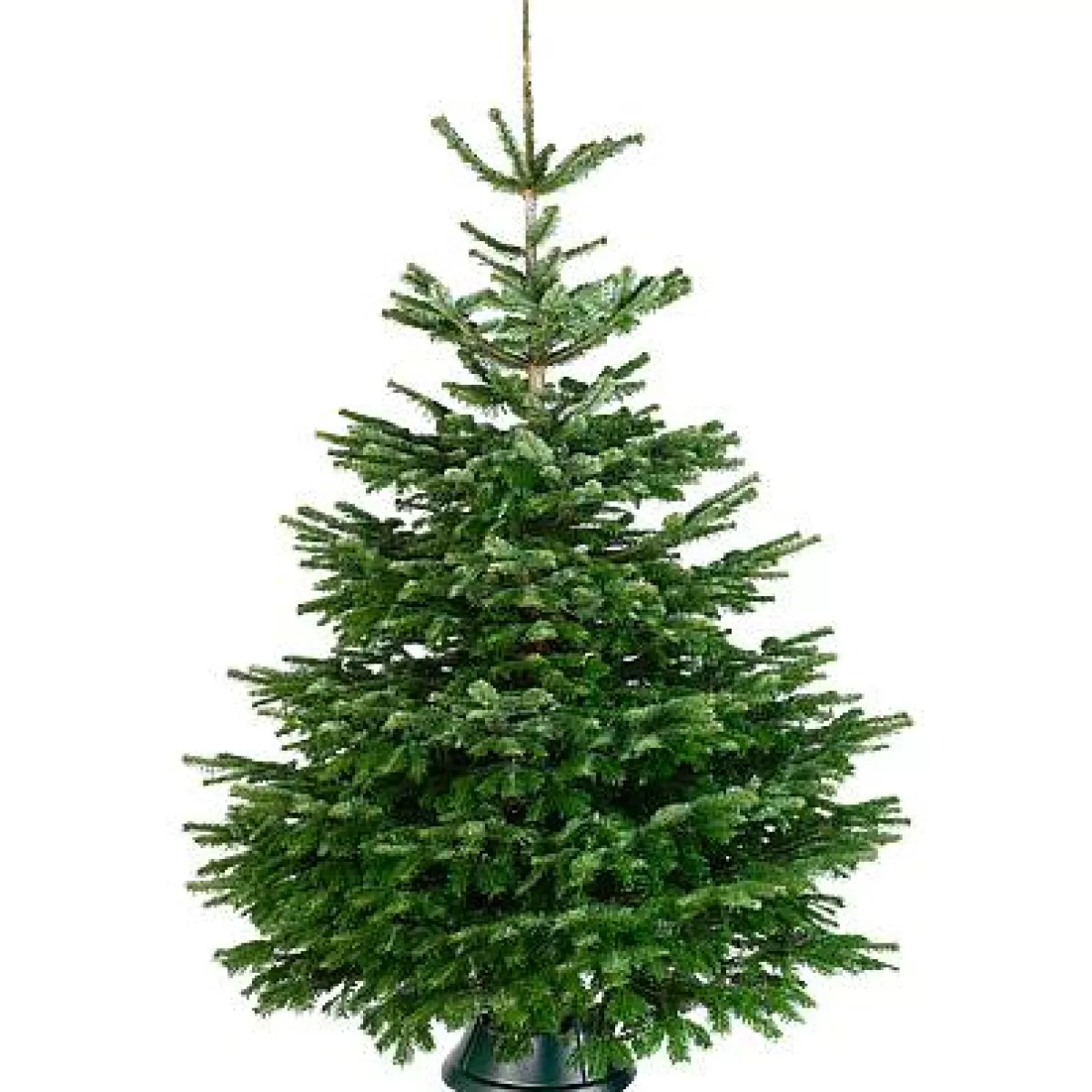 Brico Central Park Kerstboom Nordmann 150-175Cm Online