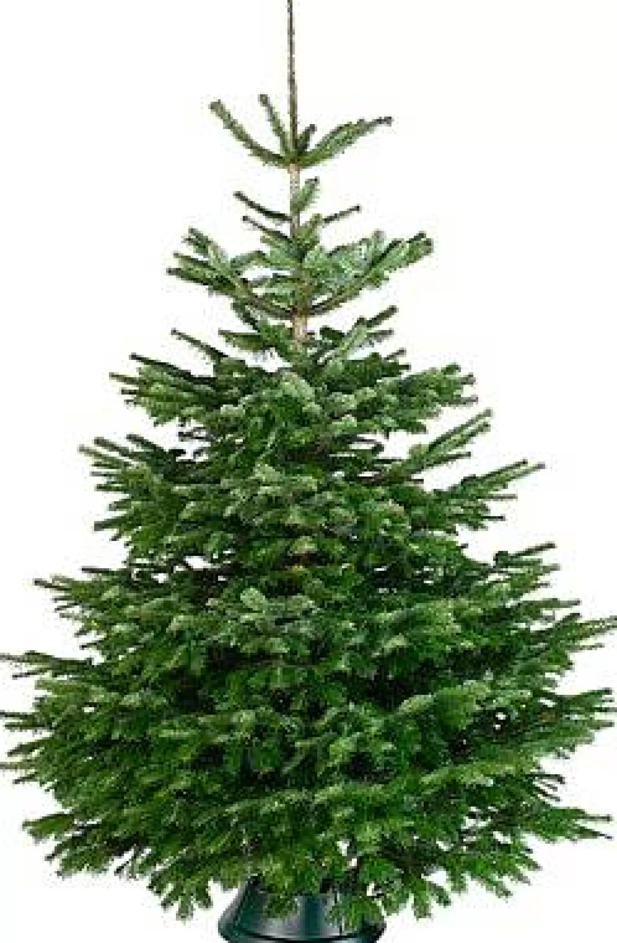 Brico Central Park Kerstboom Nordmann 175-200Cm Cheap