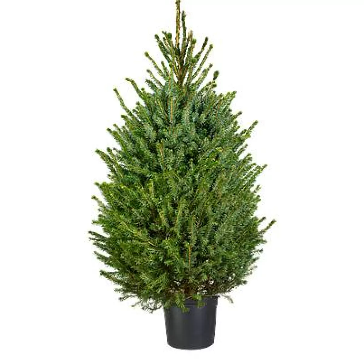 Brico Central Park Kerstboom Omorika 150-175Cm Shop