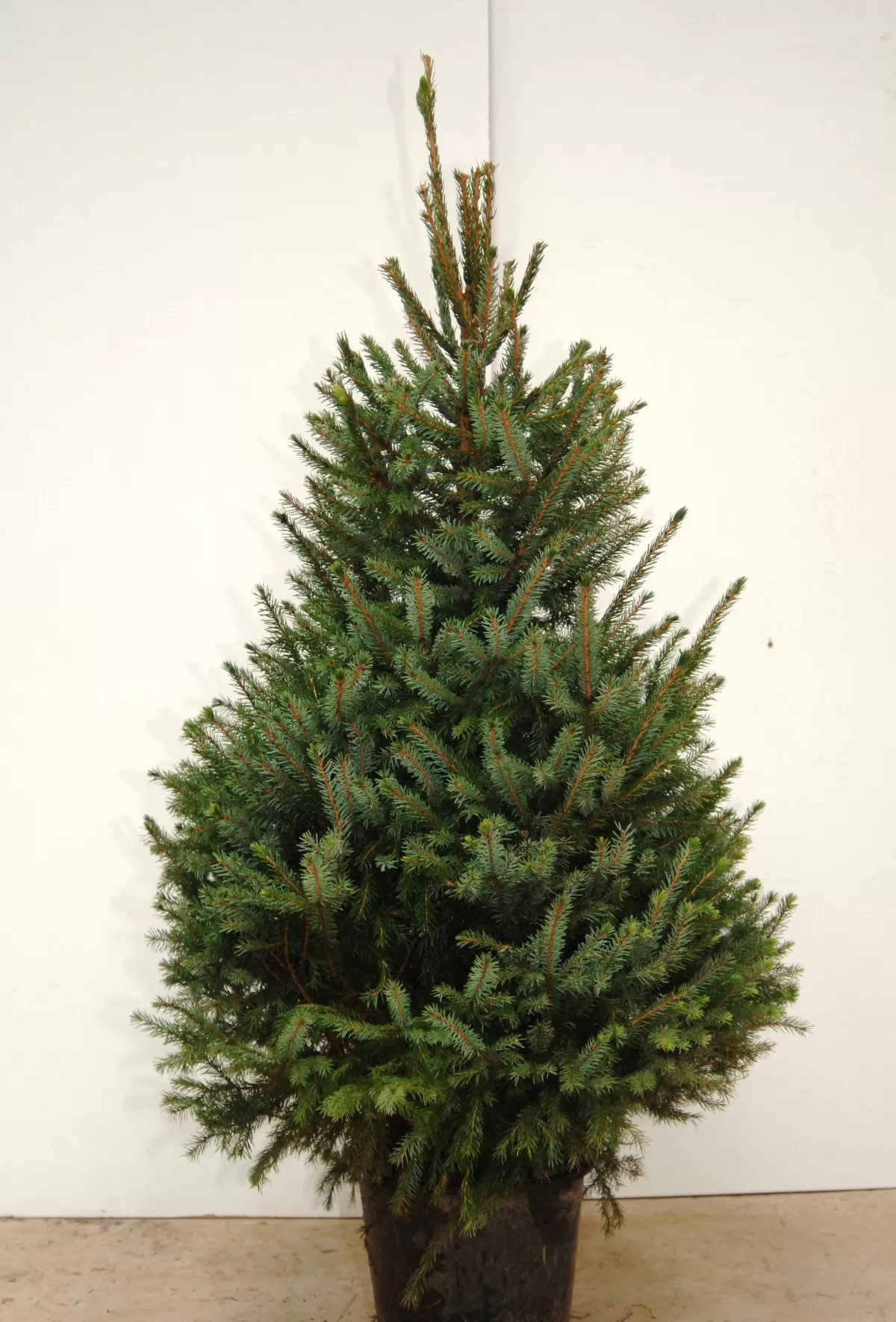 Brico Central Park Kerstboom Omorika 150-175Cm Shop