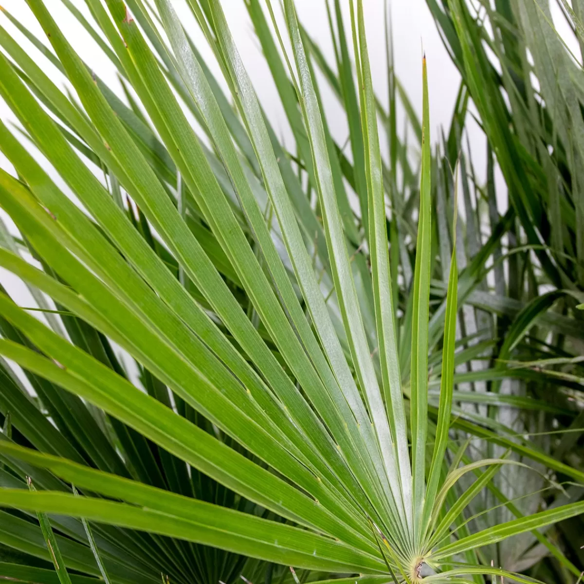 Brico Planten-Chamaerops Humilis – Europese Dwergpalm – Palm – Winterhard - 15 Cm - ↕40-50 Cm