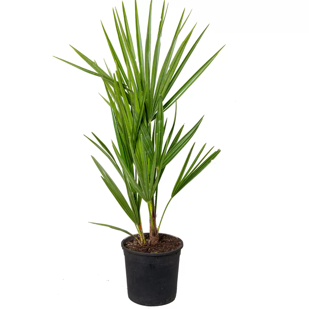 Brico Planten-Chamaerops Humilis – Europese Dwergpalm – Palm – Winterhard - 15 Cm - ↕40-50 Cm