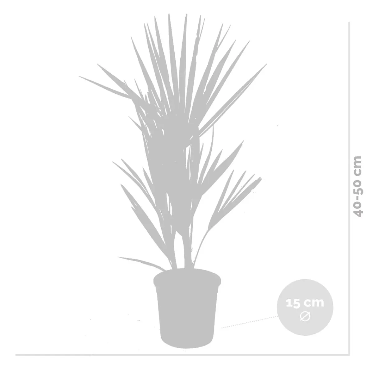 Brico Planten-Chamaerops Humilis – Europese Dwergpalm – Palm – Winterhard - 15 Cm - ↕40-50 Cm