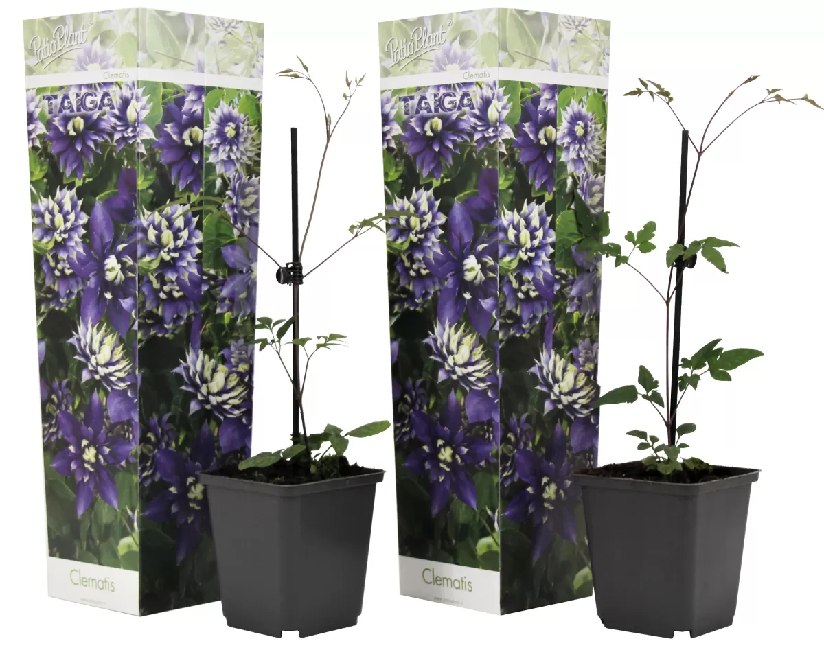 Brico Planten-Clematis Taiga - Set Van 2 - Winterharde Klimplanten - Pot 9Cm - Hoogte 25-40Cm