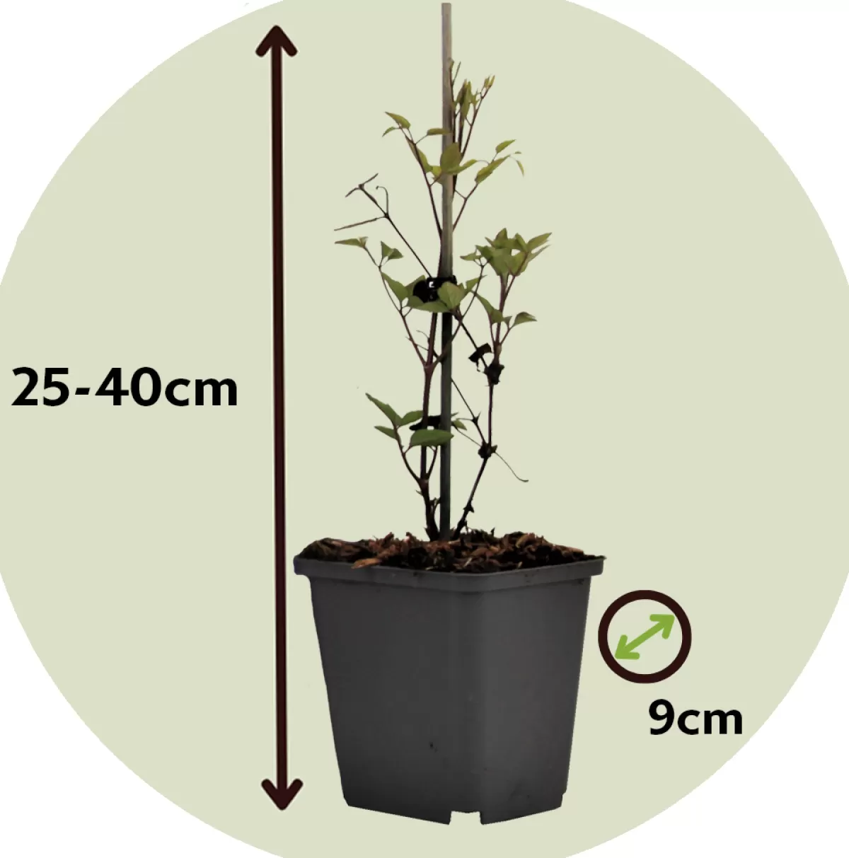 Brico Planten-Clematis Taiga - Set Van 2 - Winterharde Klimplanten - Pot 9Cm - Hoogte 25-40Cm