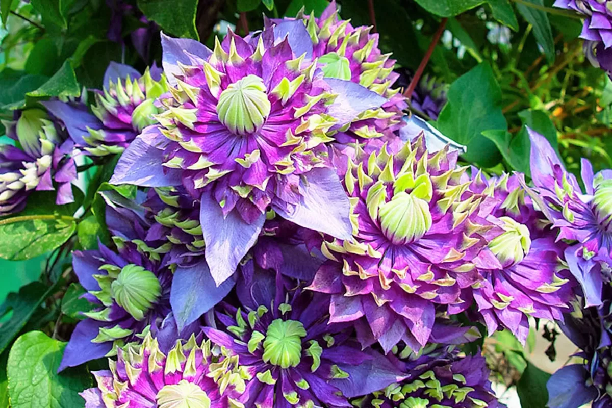 Brico Planten-Clematis Taiga - Set Van 2 - Winterharde Klimplanten - Pot 9Cm - Hoogte 25-40Cm