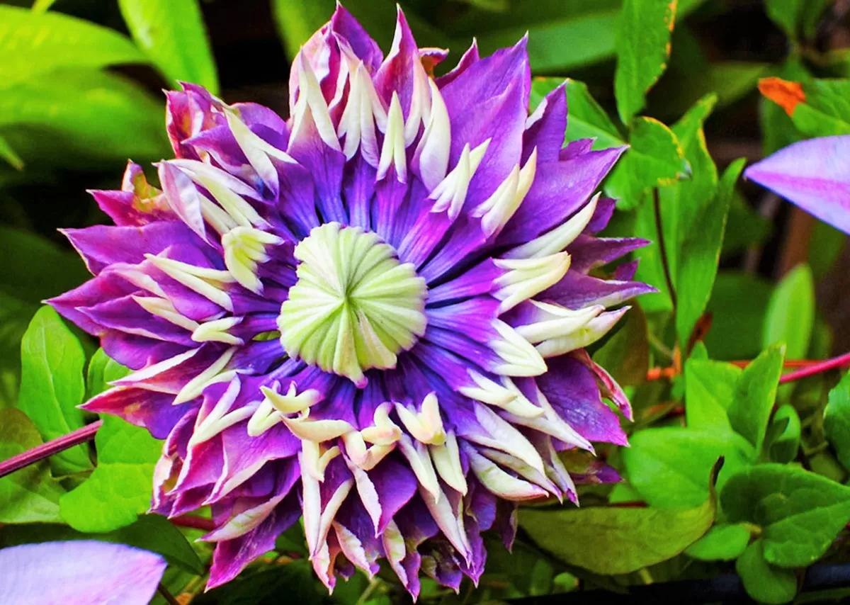 Brico Planten-Clematis Taiga - Set Van 2 - Winterharde Klimplanten - Pot 9Cm - Hoogte 25-40Cm