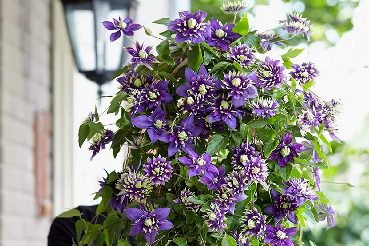 Brico Planten-Clematis Taiga - Set Van 2 - Winterharde Klimplanten - Pot 9Cm - Hoogte 25-40Cm