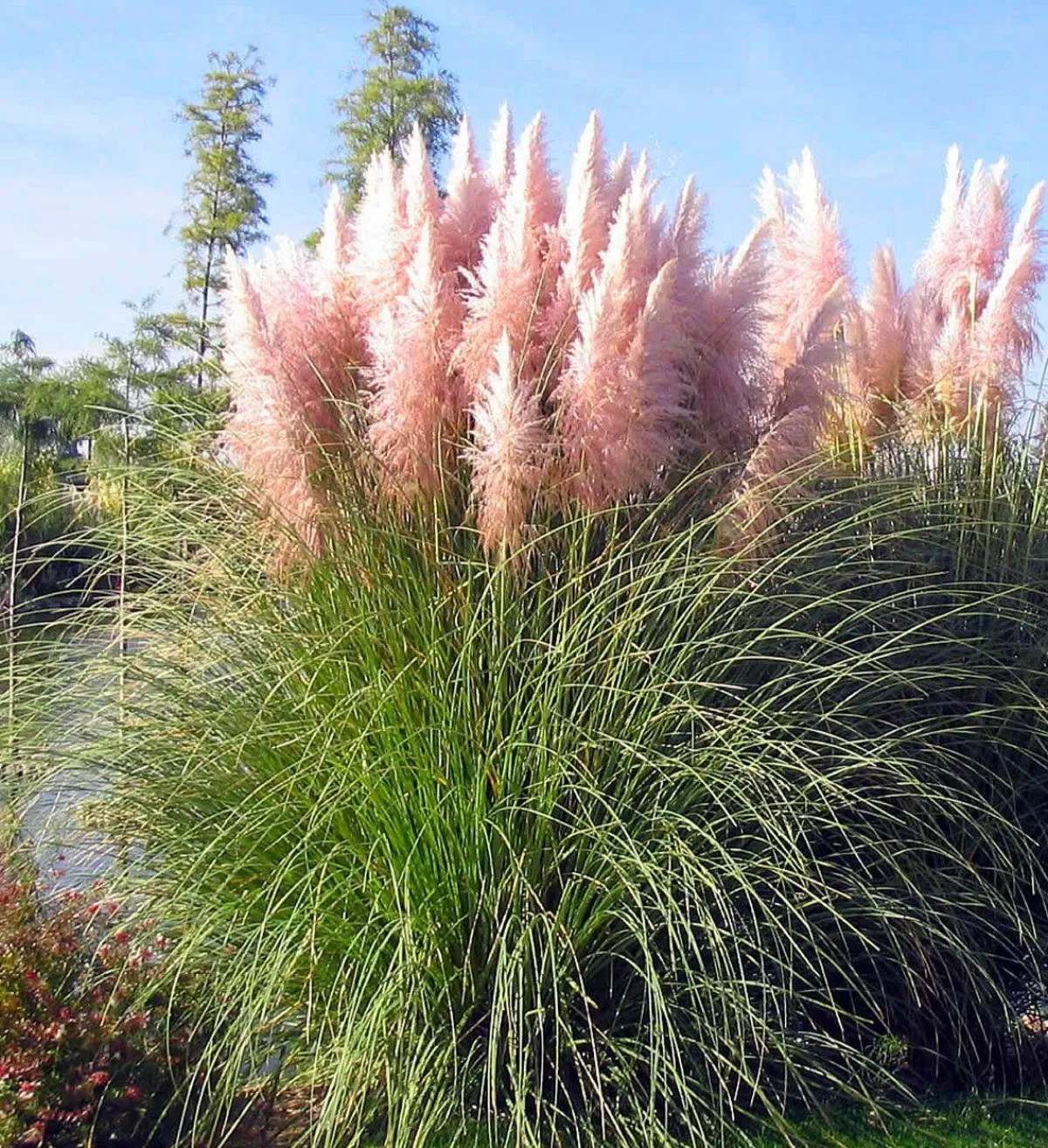Brico Planten-Cortaderia Selloana - Set Van 3 - Siergras - Roze - Pot 9Cm - Hoogte 25-40Cm