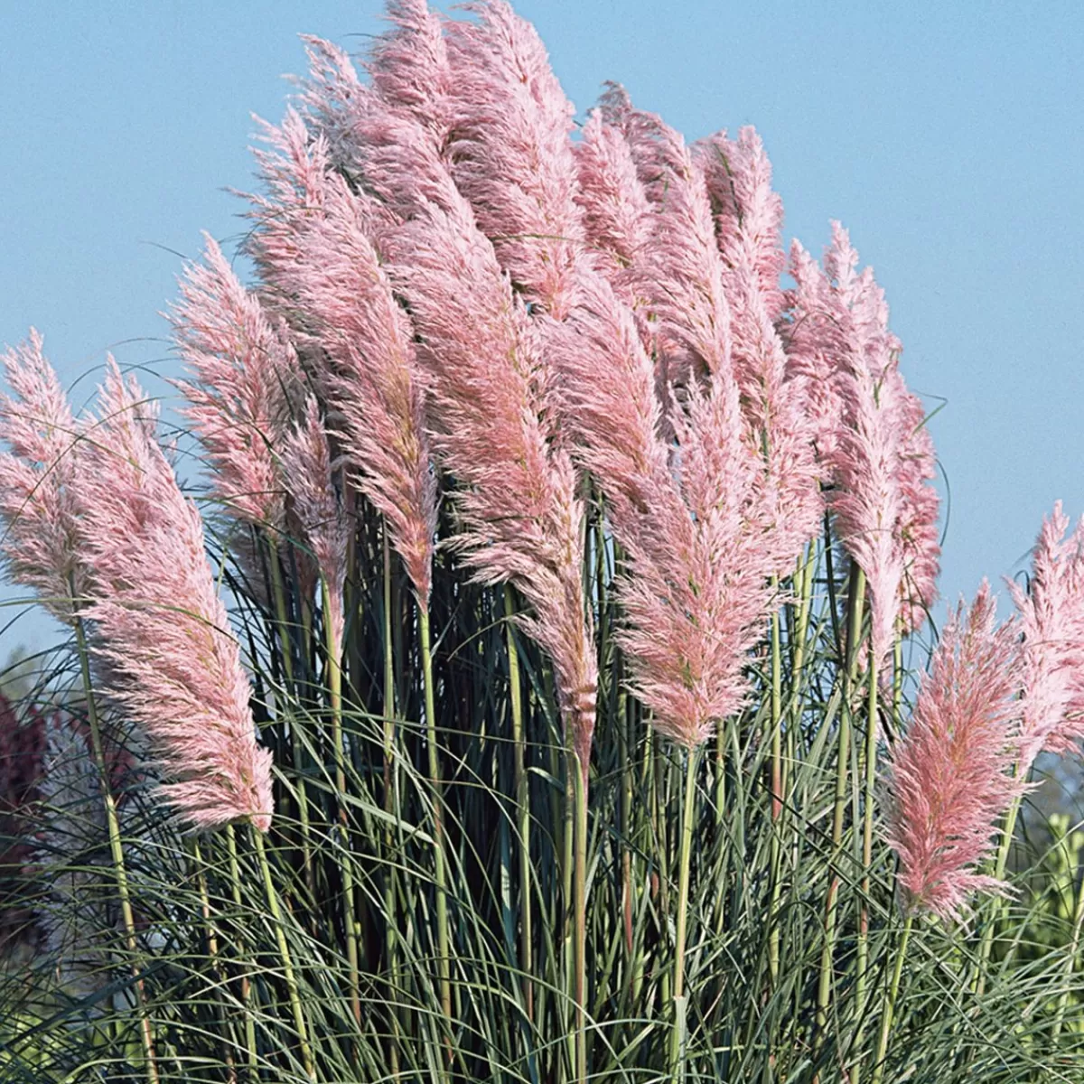 Brico Planten-Cortaderia Selloana - Set Van 3 - Siergras - Roze - Pot 9Cm - Hoogte 25-40Cm