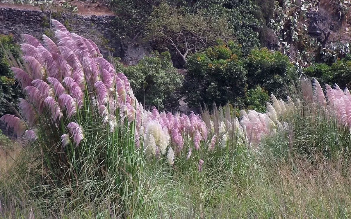 Brico Planten-Cortaderia Selloana - Set Van 3 - Siergras - Roze - Pot 9Cm - Hoogte 25-40Cm